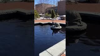 Turtle spitting contest