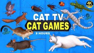 CAT GAMES | BEST CAT TV VIDEO FOR CATS TO WATCH, ULTIMATE ENTERTAINMENT FOR FELINE FRIENDS4K 60FPS