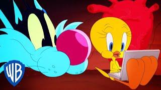 Looney Tunes po polsku  | Nowy dom kanarka Tweety | WB Kids