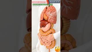 Animation of Digestive System | Stomach AI Art | 59