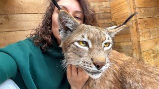 VANDAL LYNX DISCOVERED / Raisin doesn't let me relax with lynxes