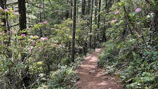 Hike Mount Walker, Olympic National Forest, Washington  |  Rhododendrons in bloom