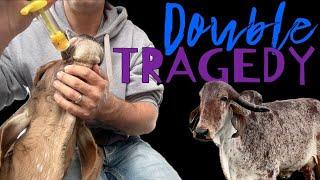 DOUBLE FARM TRAGEDY - Farming is HARD and Nature,  UNFAIR - We also change our feed program OATLAGE