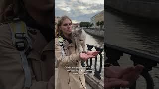 Очень сильно любит гулять