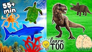 Sea Animals and Dinosaurs for Kids! Learn Ocean Animals and Dinosaurs for Kids and Toddlers | T Rex