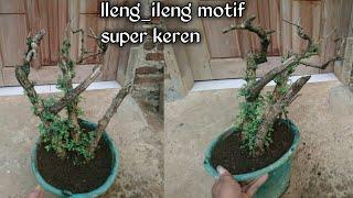 Mengatasi Bonsai Ileng Ileng Macet Tumbuh Ternyata Ini Penyebabnya