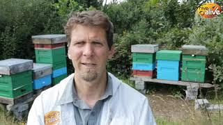 Why choose HiveAlive for feeding bees