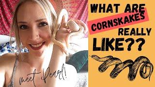 What are CORN SNAKES REALLY LIKE? My first impressions of Pearl the SNOW CORN