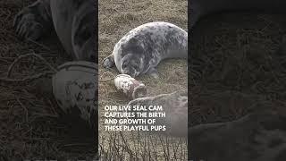 Gray Seal Cam is Live!