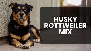 Husky Rottweiler Mix AKA Huskyweiler