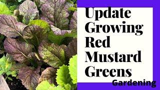 Update Growing Red Mustard Greens -Gardening