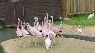 Andean flamingo courtship display and vocalisations