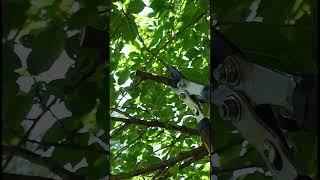 Tree Trimming Basics - Your Trees are Going to Thank You!