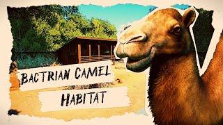 Bactrian Camel Habitat || Speedbuild || Planet Zoo Sandbox