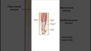 Почему икры качают сидя?