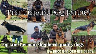 Bramhapuri dog kennel  || German Shepherd top line dogs  || low price puppy || @ashishpetsworld