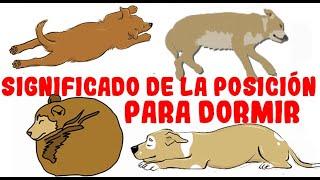 Lo que la posición para dormir de tu perro revela sobre su personalidad, salud y carácter