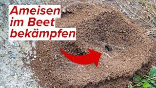 Ameisen im Beet bekämpfen - Hausmittel oder Chemie? Unsere Empfehlungen!