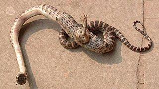 Snakes with Legs Found: Shocking truth Unveiled