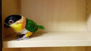 Izzy, the Caique, making noises in the cabinet!!