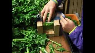 菜の花の出荷作業（束にする）