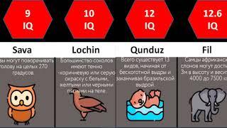 Eng aqilli hayvonlar ruyxati albatta kuring #taqqoslash
