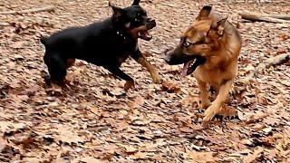 Meets Rottweiler For The First Time - Rocky The German Shepherd