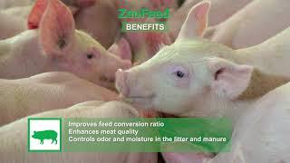 EN - ZeoFeed 2020 II