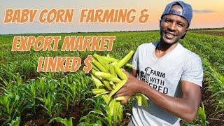 How to farm baby corn corns and getting the best Export market link.