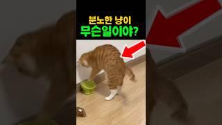 분노한 냥이! 무슨일이야??? #고양이 #고양이영상 #고양이브이로그 #재미있는 #웃긴영상 #유머 #cat #funny