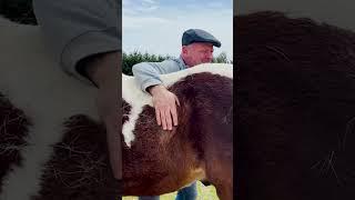 HORSE SHOULDER *POPS*  [VERY LOUD]  Animal Chiropractor