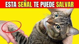  16 cosas que tu GATO HACE POR TI   (LA # 1 ES DE NO CREER)