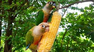 green cheek conure bird on a tree eating corn in the forest