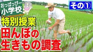 特別授業「田んぼの生き物調査」その1