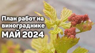 План работ на винограднике в Мае - 2024