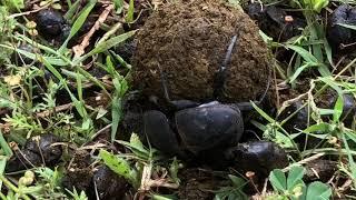 Addo Flightless Dung Beetle