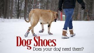 How To Protect Dog Paws in Winter | Kurgo Blaze Cross Dog Shoes Review [PRO'S & CON'S]