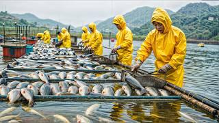 How Chinese Fish Farms Produce Billions of Tilapia Every Year