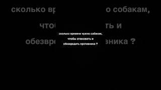 #амстафф #собака #суперсобака #amstaff #дуэт #семьявместе #family #юмор #прикол #amstafflife #love