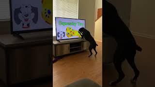 Dog Knocks Television Over Searching for Squeaky Toy || ViralHog