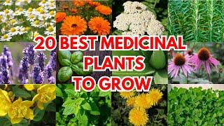 20 Best Medicinal Plants to Grow at Your Home and Garden