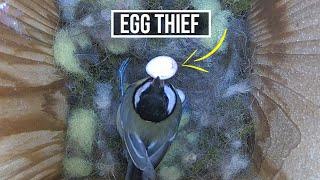 DISASTER -Great-tit STEALS EGGS - How will she react ?