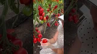 Отличная завязываемость! Отменный урожайтомат Марина | обзор Усадьба-Семена