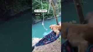 My Golden dog came to rescue me! #rescuedogs