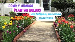 CÓMO y CUANDO plantar bulbos de TULIPAN | NARCISOS al suelo directo y en MACETA 