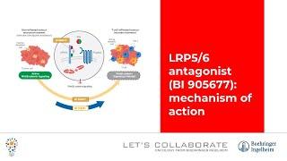 LRP5/6 antagonist (BI 905677): mechanism of action