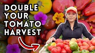 Tomato Fertilizer Secrets To Double Your Harvest - My Tomato Fertilizer Schedule