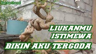 Liukan calon Bonsai Asem saraf yang menggoda