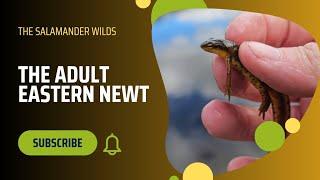 Adult Eastern Newts