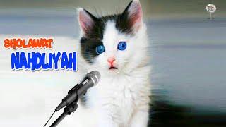 KUCING SHOLAWATAN SHOLAWAT NAHDLIYAH